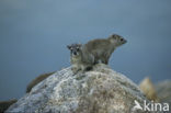 Boomklipdas (Dendrohyrax dorsalis)