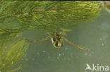 Backswimmer (Notonecta glauca)