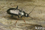 Loricera pilicornis