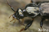 Loricera pilicornis