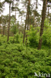 Bilberry (Vaccinium )