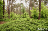 Bilberry (Vaccinium )
