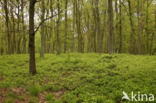 Bilberry (Vaccinium )