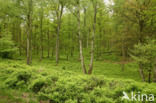 Bilberry (Vaccinium )