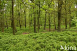 Bilberry (Vaccinium )