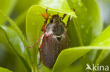 Forest Cockchafer (Melolontha hippocastani)