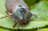 Forest Cockchafer (Melolontha hippocastani)