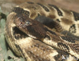 Bosratelslang (Crotalus horridus atricaudatus)