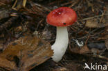 Sickener (Russula emetica)