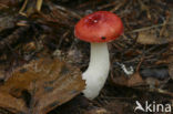 Braakrussula (Russula emetica)