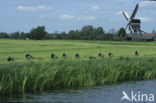 Brandgans (Branta leucopsis)