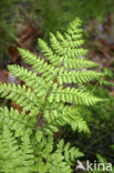 Broad Buckler-fern (Dryopteris dilatata)