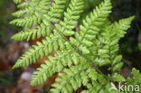 Brede stekelvaren (Dryopteris dilatata)