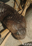 Indian cobra (Naja naja)