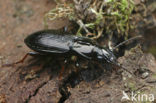 Bronzen Boszwartschild (Pterostichus oblongopunctatus)