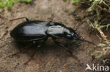 Bronzen Boszwartschild (Pterostichus oblongopunctatus)