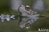 Bruine kikker (Rana temporaria)