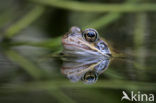 Bruine kikker (Rana temporaria)