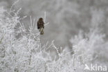 Buizerd (Buteo buteo)