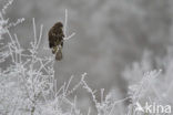 Buizerd (Buteo buteo)