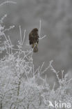 Buizerd (Buteo buteo)