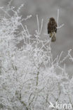 Buizerd (Buteo buteo)