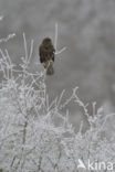 Buizerd (Buteo buteo)