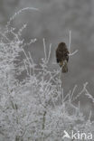 Buizerd (Buteo buteo)