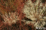 Grey Hair-grass (Corynephorus canescens)