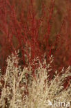 Grey Hair-grass (Corynephorus canescens)