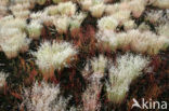 Grey Hair-grass (Corynephorus canescens)