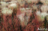 Grey Hair-grass (Corynephorus canescens)