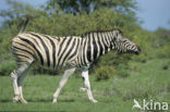 Burchell s zebra (Equus burchellii)