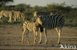 Burchell s zebra (Equus burchellii)