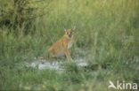 African lynx (Caracal caracal)