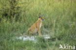 African lynx (Caracal caracal)