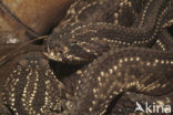 South American neotropical rattlesnake (Crotalus durissus terrificus)