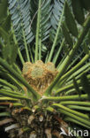 Cycaspalm (Cycas spec.)