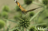 Distelvlinder (Vanessa cardui)