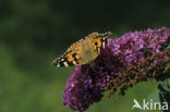 Distelvlinder (Vanessa cardui)