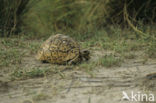 Speke’s hingeback tortoise (Kinixys spekii)