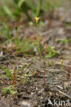 Yellow Centaury (Cicendia filiformis)