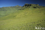 Drakensberg