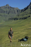 Drakensberg