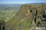 Drakensberg