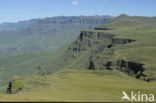 Drakensberg