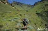 Drakensberg