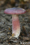 Primrose Brittlegill (Russula drimeia)