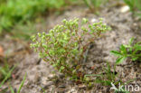 Allseed (Radiola linoides)