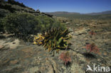 Echte Aloe (Aloe vera)